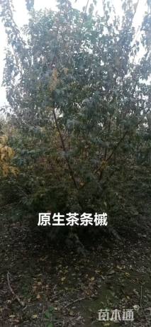 高度8厘米丛生茶条槭