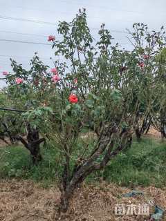 高度200厘米丛生月季