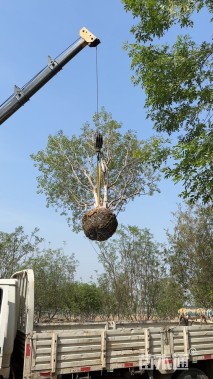 高度300厘米丛生黄栌