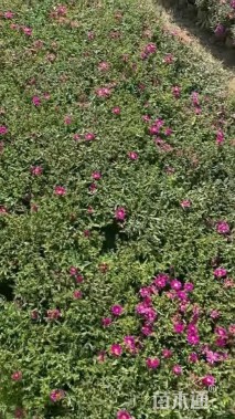 高度20厘米荷兰菊