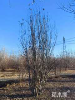 高度600厘米丛生西府海棠