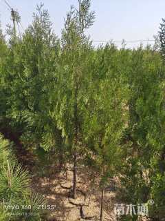 高度150厘米侧柏