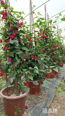 高度120厘米倒挂金钟