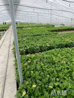 高度35厘米八仙花