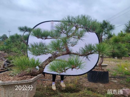 高度100厘米黑松