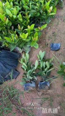 高度25厘米大叶龙船花