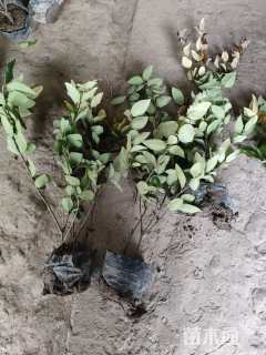 高度40厘米金森女贞