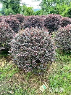 冠幅100厘米红花继木球