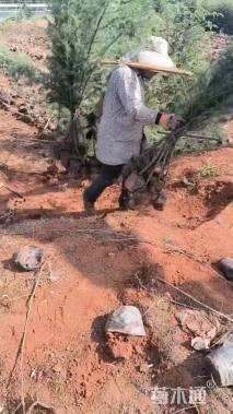 高度20厘米夹竹桃