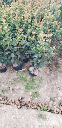 1.5公分红叶石楠