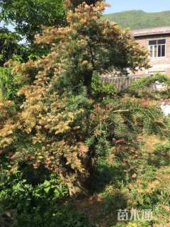 30公分黄枝油杉