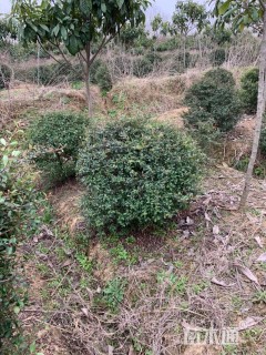 冠幅150厘米火棘球