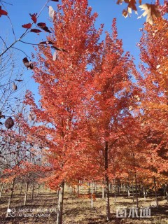 12公分美国红枫