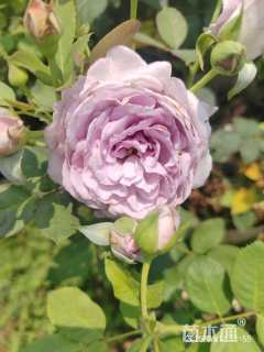 高度30厘米大花月季