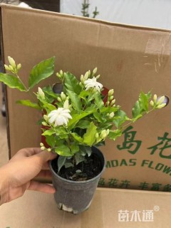 高度30厘米茉莉花