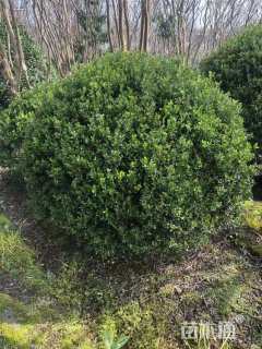冠幅180厘米小叶黄杨球
