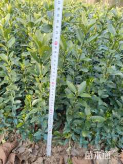 高度40厘米大叶黄杨