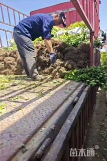 高度50厘米大叶黄杨