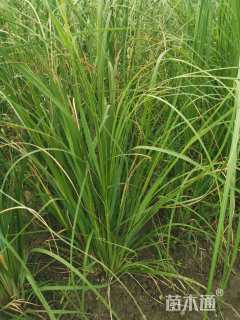 高度100厘米蒲苇