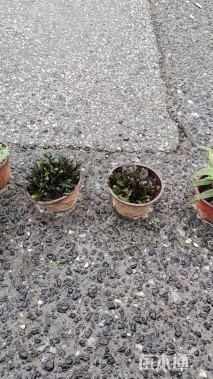 高度3厘米中华景天