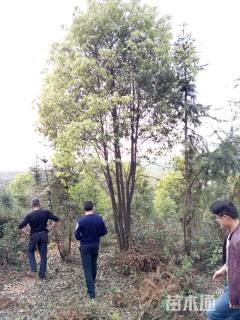 30公分香樟
