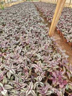 高度10厘米吊竹梅