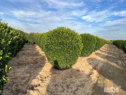 冠幅160厘米大叶黄杨球