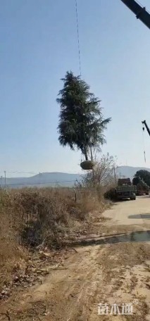 高度400厘米雪松