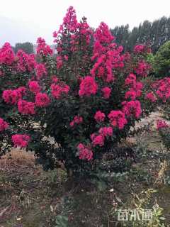 高度200厘米丛生紫薇
