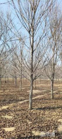 15公分美国红枫