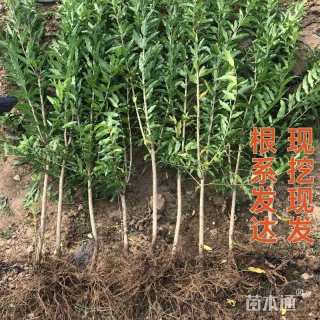 高度50厘米石榴