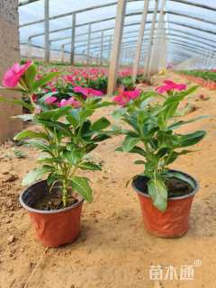 高度20厘米长春花