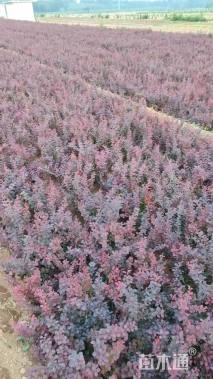 高度40厘米紫叶小檗