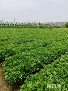 高度40厘米海桐小苗