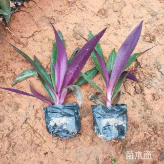 高度30厘米小蚌兰