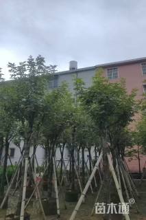 8公分黄花风铃木