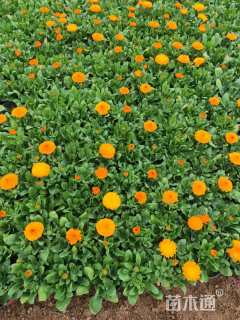 高度10厘米金盏菊