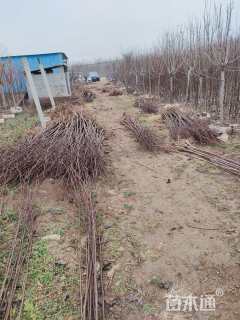 1.8公分二乔玉兰