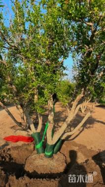 高度260厘米石榴