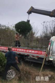 冠幅150厘米大叶黄杨球