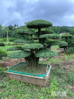 50公分对节白蜡