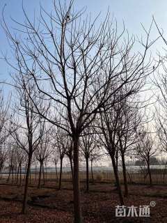 15公分重阳木15公分