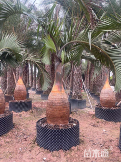 裸干高300厘米酒瓶椰子