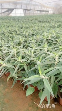 高度28厘米墨西哥鼠尾草