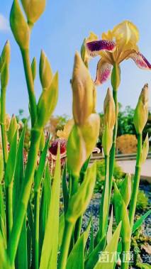 高度25厘米德国鸢尾