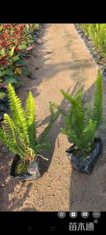 高度20厘米肾蕨
