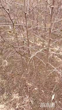 高度70厘米冬枣