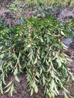 高度70厘米法国冬青