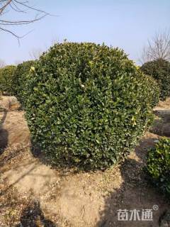 冠幅180厘米大叶黄杨球