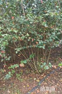 高度200厘米丛生紫薇